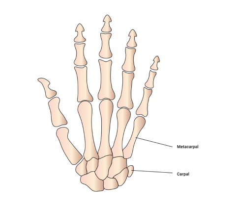 A diagram depicting Short bones