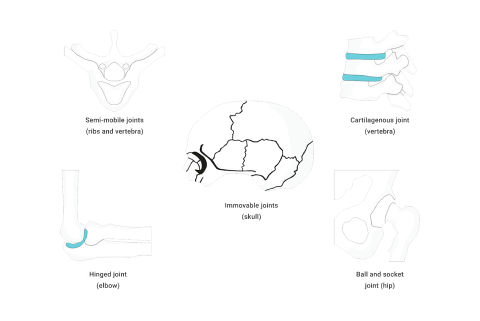 A diagram depicting kinds of joints