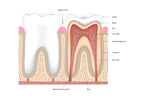 A diagram depicting parts of a tooth