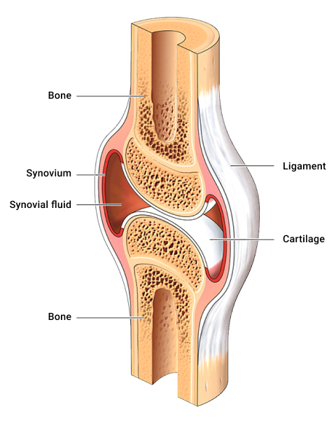 A diagram depicting Synovial joints