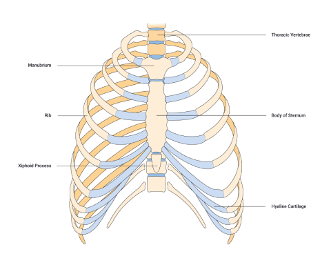 A diagram depicting Cartilaginous joints