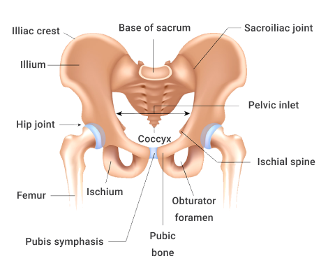 A diagram depicting Symphyses