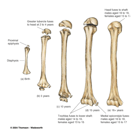 A diagram depicting Synchondroses