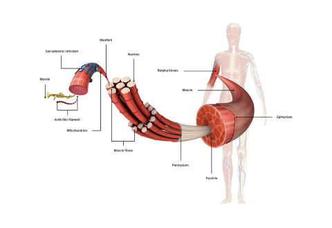 A diagram depicting parts of muscle fibres