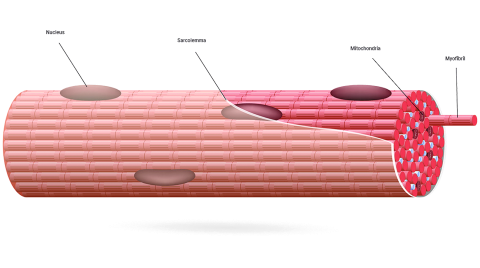 A diagram depicting parts of muscle fibres