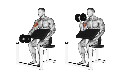 A man doing dumbell curls in a bench