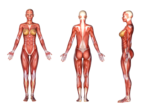 An image of a female body muscular system