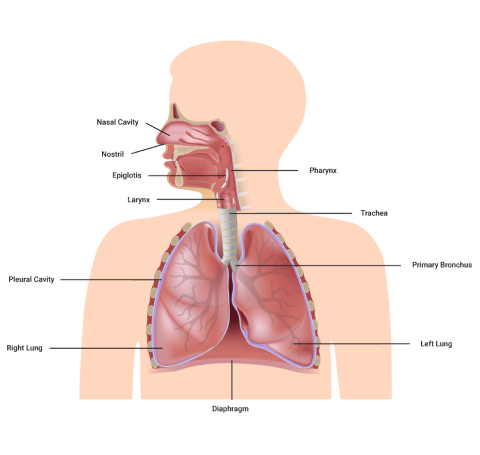 the structure and function of the respiratory system