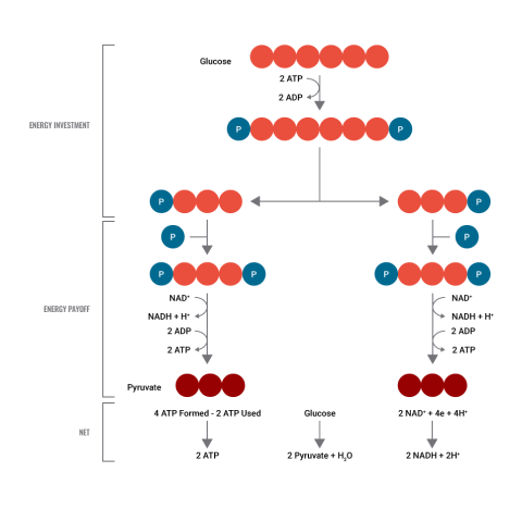 For every glucose used, 2 ATPs are formed from glycolysis. Look at the following diagram and then read the explanation