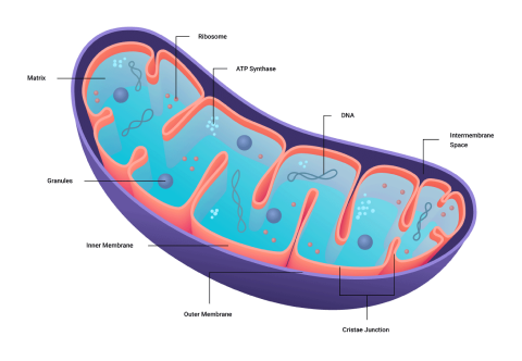 Where does the oxidative system occur in the muscle?