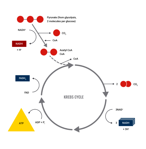 A diagram depicting krebs cycle