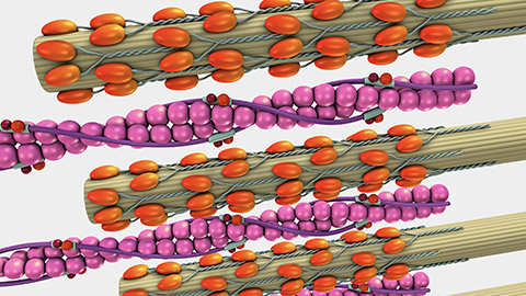 Muscle Contraction 3d illustration