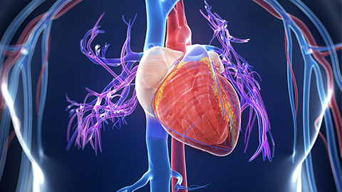 3d rendered illustration of the human heart