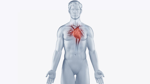 Circulatory system position anatomy man isolated