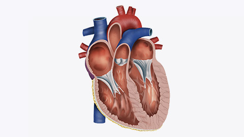 Heart anatomy cross section part