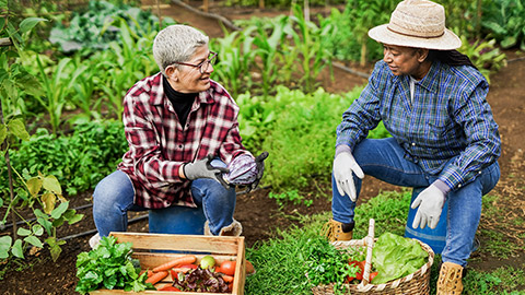 Multiracial senior women having fun gardening together - Ecological vegetable and harvest concept