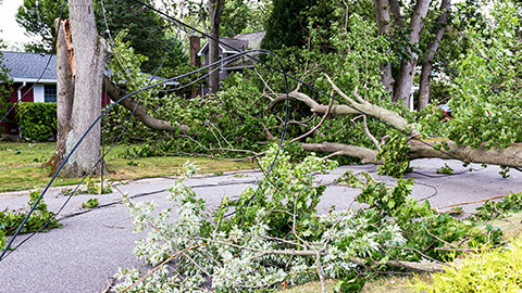 snapped trees knocking down electric cables