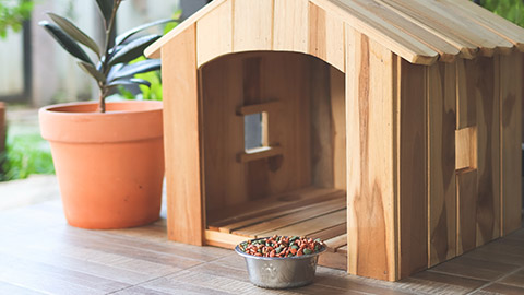 A dog kennel