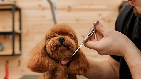 A pet dog being groomed