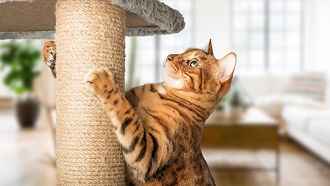 A cat with a scratching pole