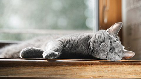 A cat sleeping