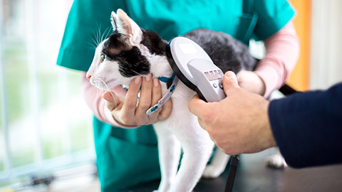 A cat getting it's microchip checked