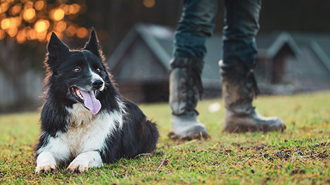 A border collie with it's owner