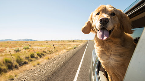 A dog hanging it's head out the window