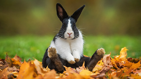 A rabbit looking at the camera