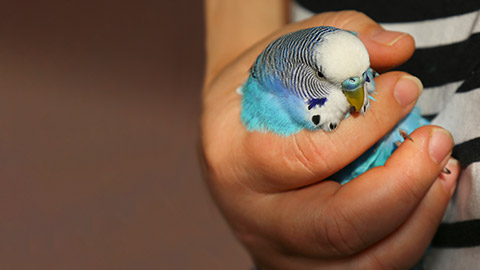 A person holding a budgie