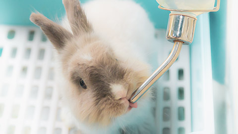 A rabbit drinking