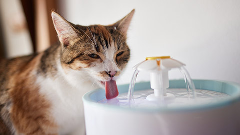 A cat drinking from a bowl