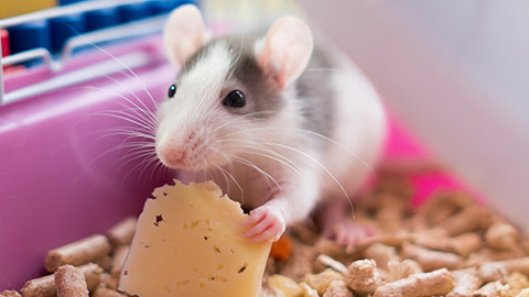 A mouse eating cheese