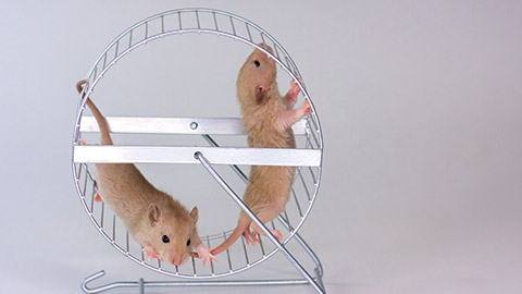 Mice on a wheel