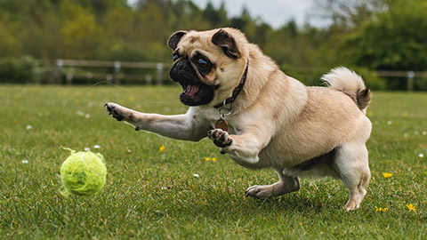 A pug playing with a ball