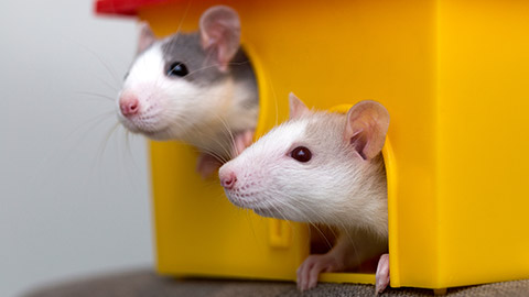 A pair of mice in a cage