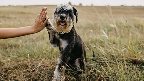 A dog giving it's owner a high five