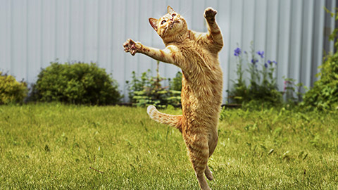 cat in jumping on green grass