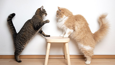 side view of two cats facing each other on a wooden stool in front of white wall