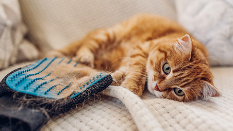 Cat lying by brushing glove with fur