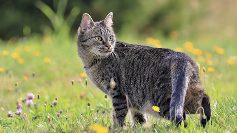 Domestic cat in the garden