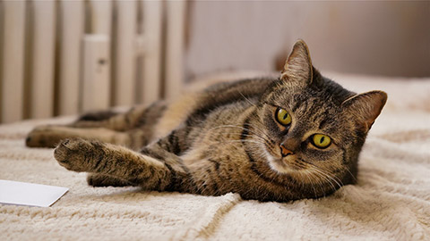 portrait iof a beautiful tabby cat