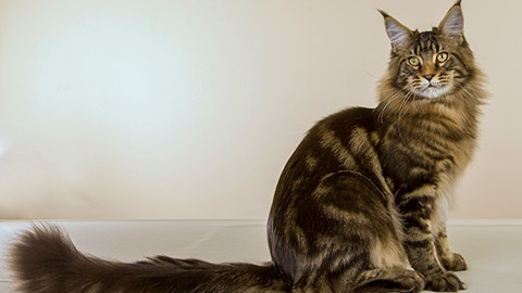 Maine Coon cat sitting on beige background showing off long tail