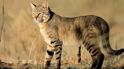 An African wild cat (Felis silvestris lybica)