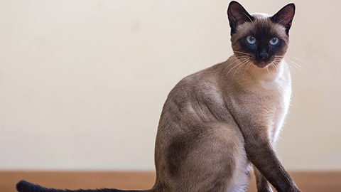 siamese cat sitting