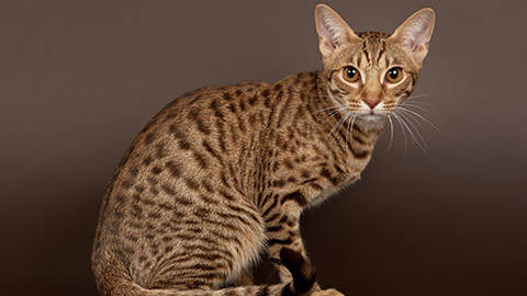 ocicat male cat on dark brown background