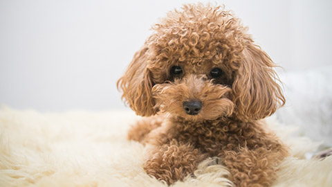 Small curly haired dog