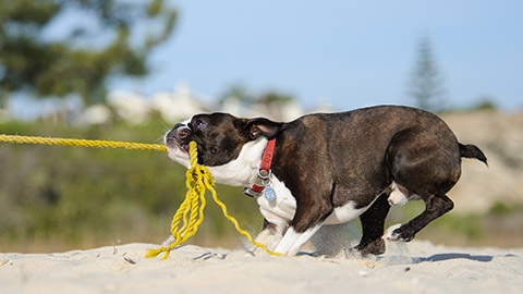 Dog with rope