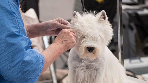 Dog getting a hair cut