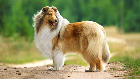 Collie